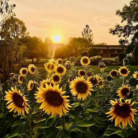 Quirindi Sunflower Motor Inn المظهر الخارجي الصورة