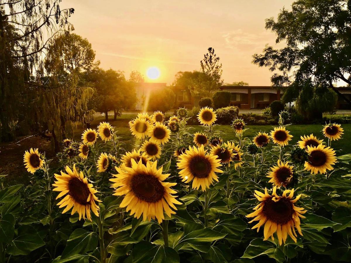 Quirindi Sunflower Motor Inn المظهر الخارجي الصورة